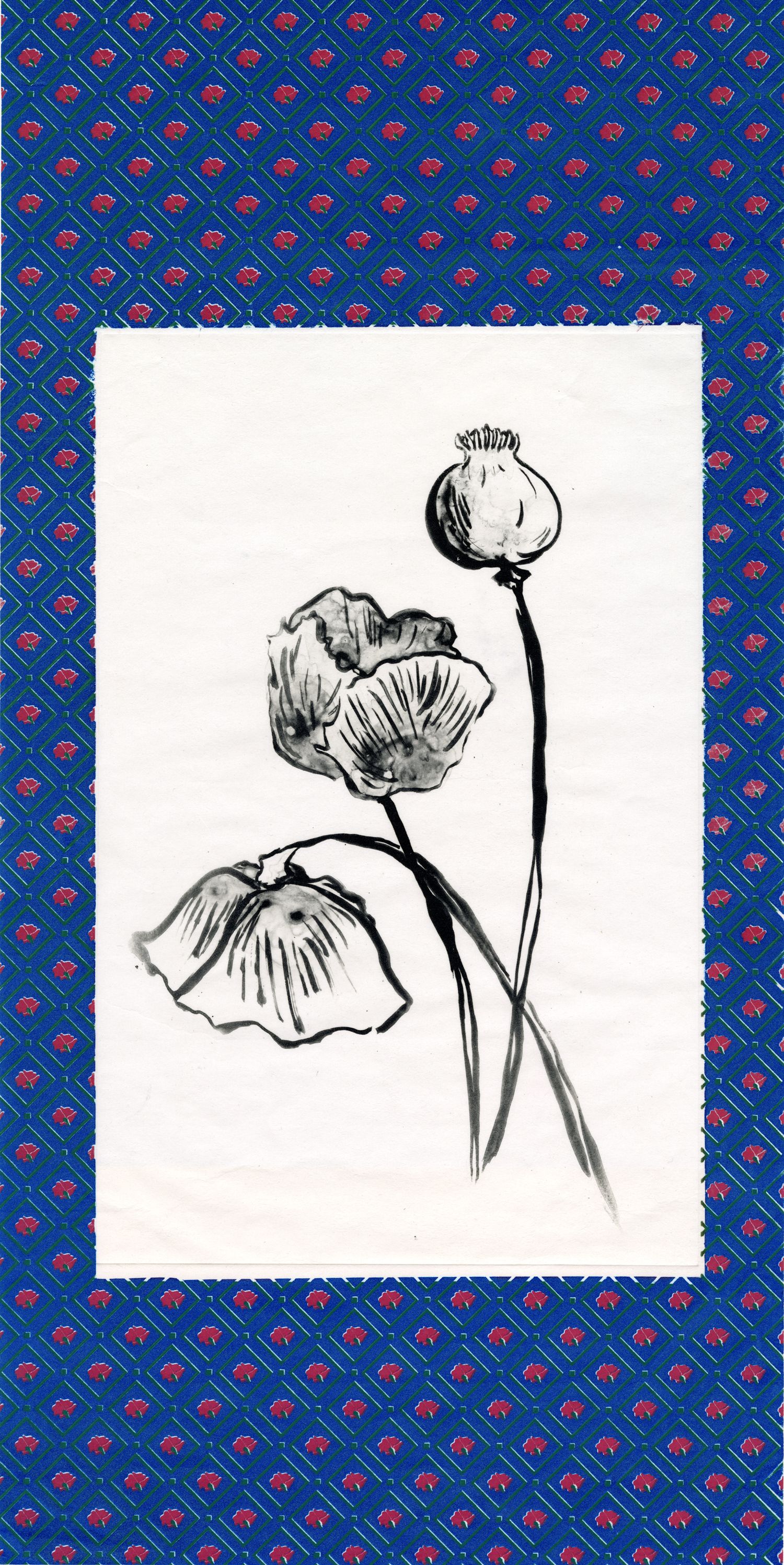Poppy Study